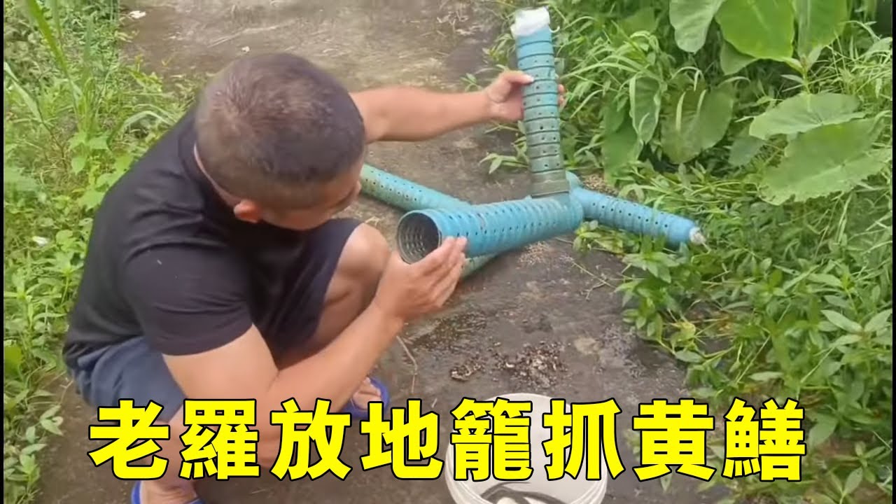 老羅在魚池邊放地籠，抓點黃鱔給小曾吃，看看一晚收穫多少？ 【侗家老羅】