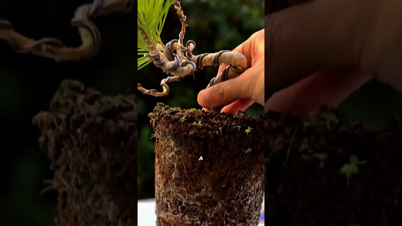 As&iacute; se hace un bons&aacute;i 🌳