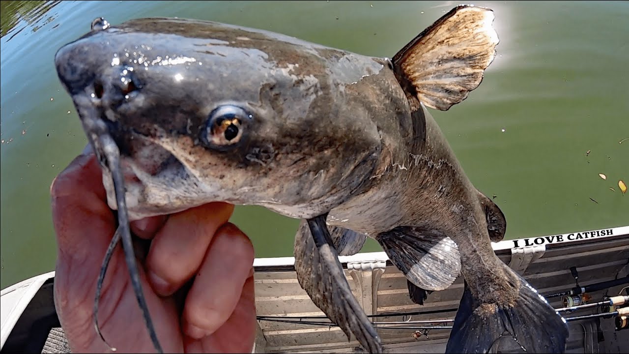 AUSTRALIAN CATFISH ON LURES.