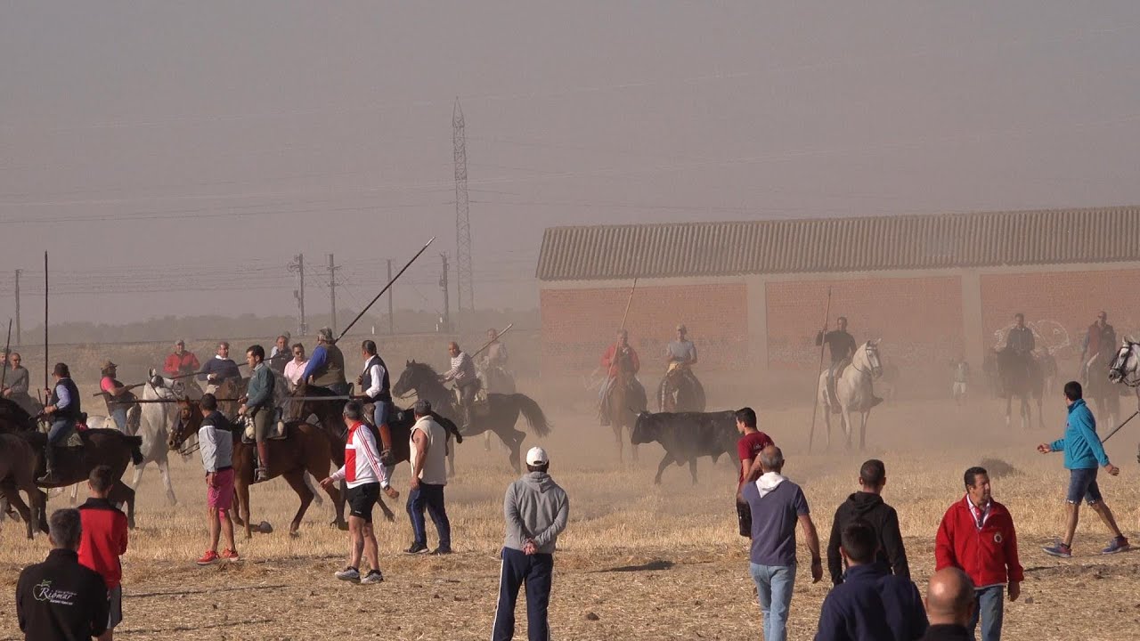 Medina del Campo 2022  Encierro del domingo