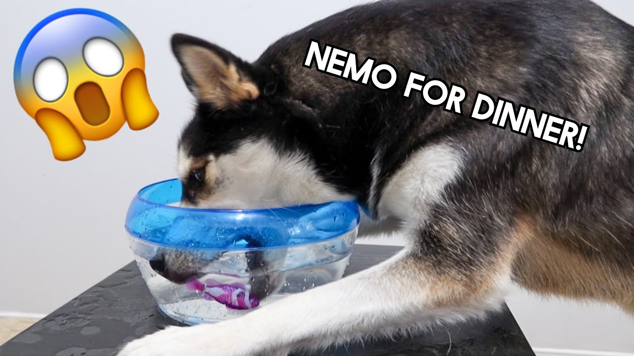 Can YOU Trust a HUSKY With a FISH?!