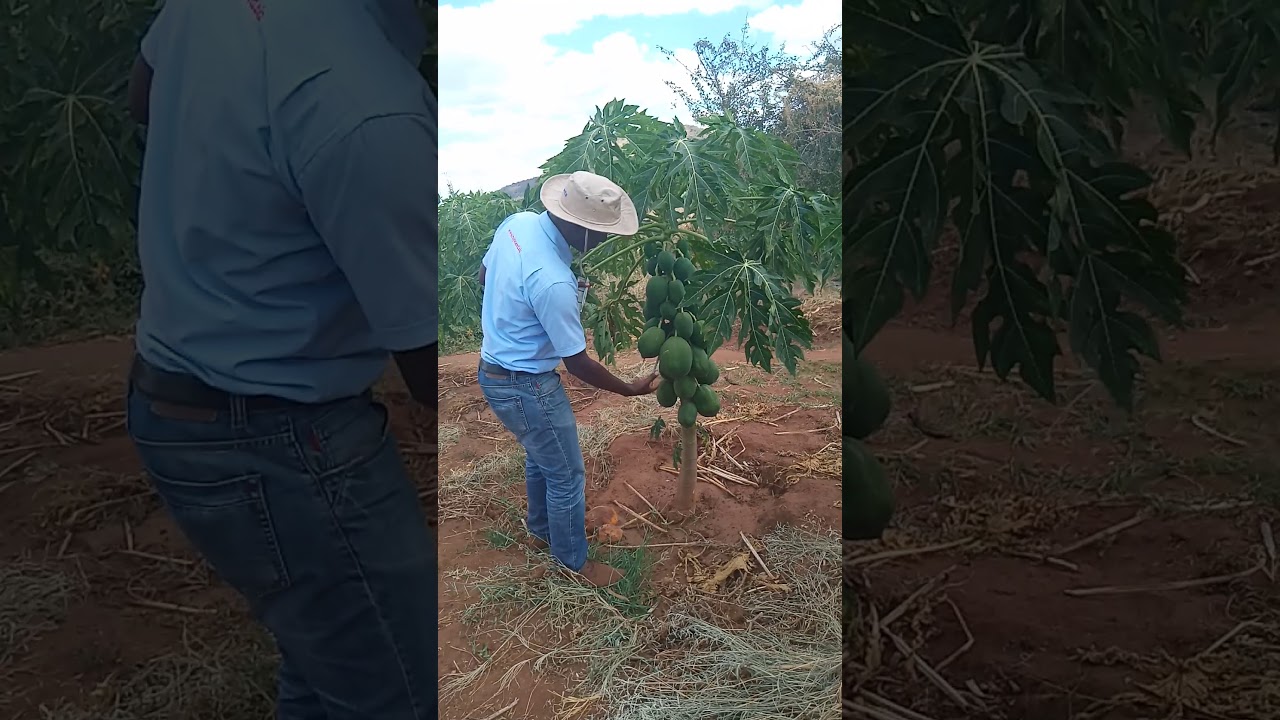 HYBRID PAWPAW RED ROYALE F1 FARMING