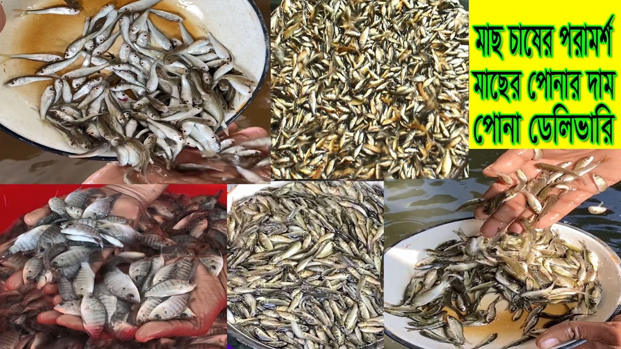 মাছ চাষের পরামর্শ সহ মাছের পোনার বর্তমান দাম ও কি কি পোনা পাওয়া যাবে যেনে নিন।