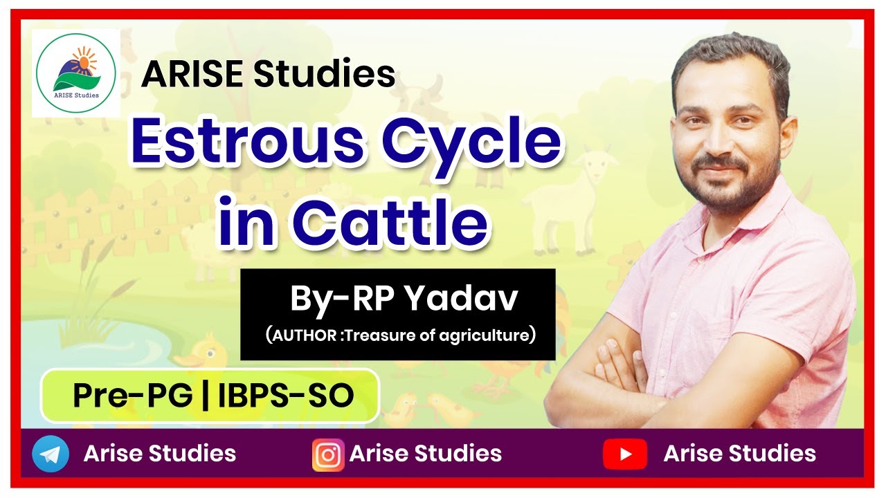 Estrous Cycle in Cattle|| RP YADAV|| Pre-PG|| ANIMAL HUSBANDRY|| IBPS-SO|| ARISE STUDIES|| COW||
