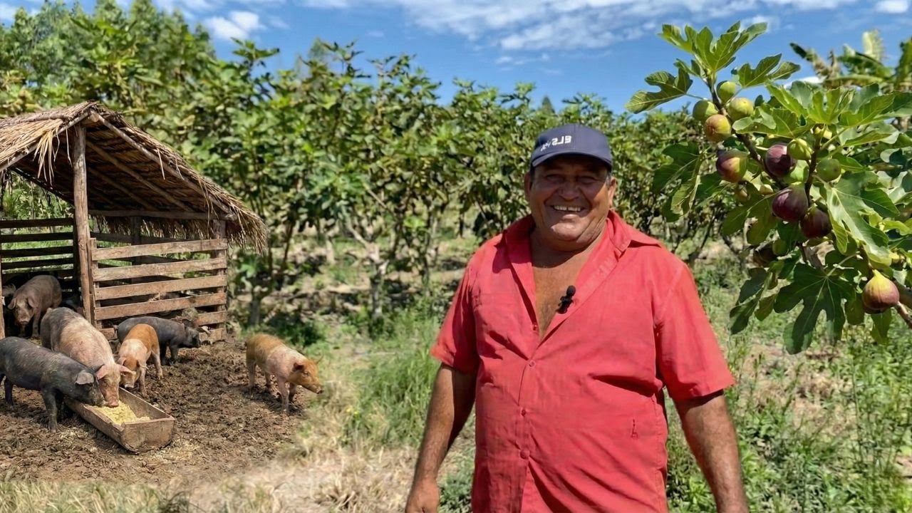 ELE VIVE DA PRODUÇÃO DE FIGOS E DA CRIAÇÃO DE PORCOS CAIPIRA