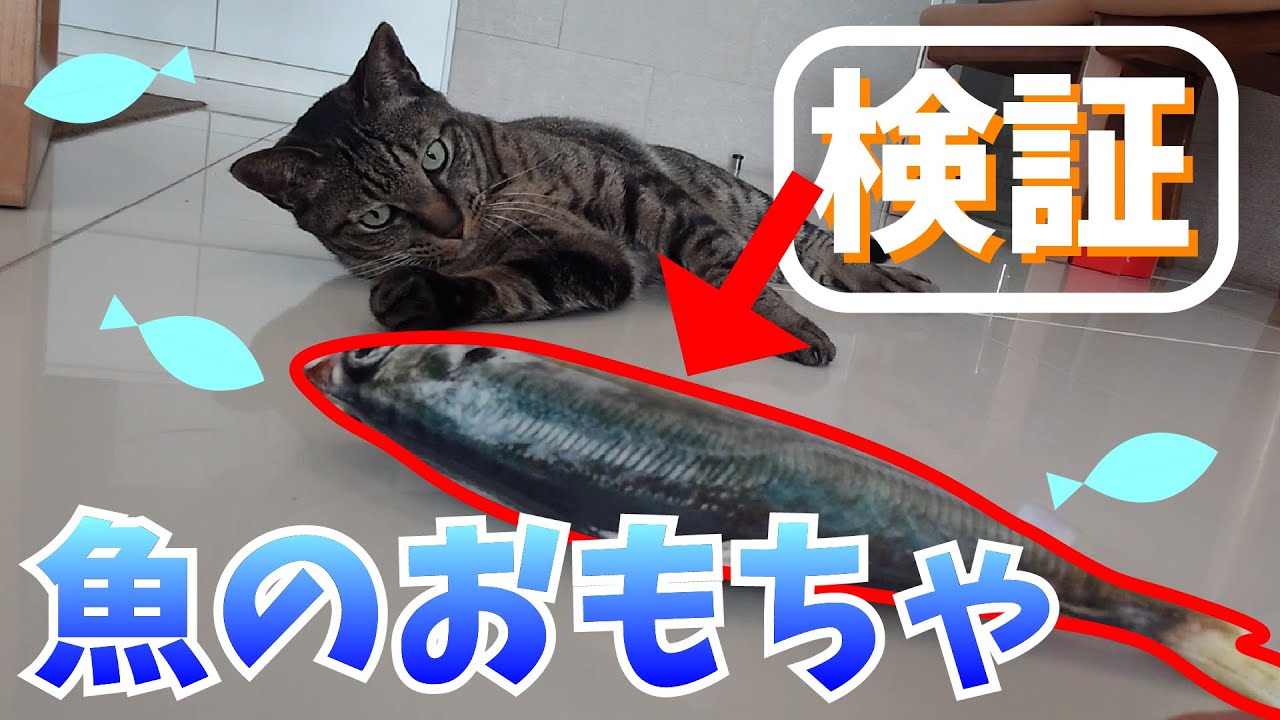 検証！ねこは“アジのじゃれぐるみ”であそぶのか！？