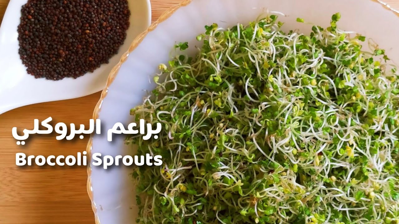 تنبيت براعم بذور البروكلي بطريقة جديدة وسهلة .. 🥦🥦 How to sprouting Broccoli sprouts at home