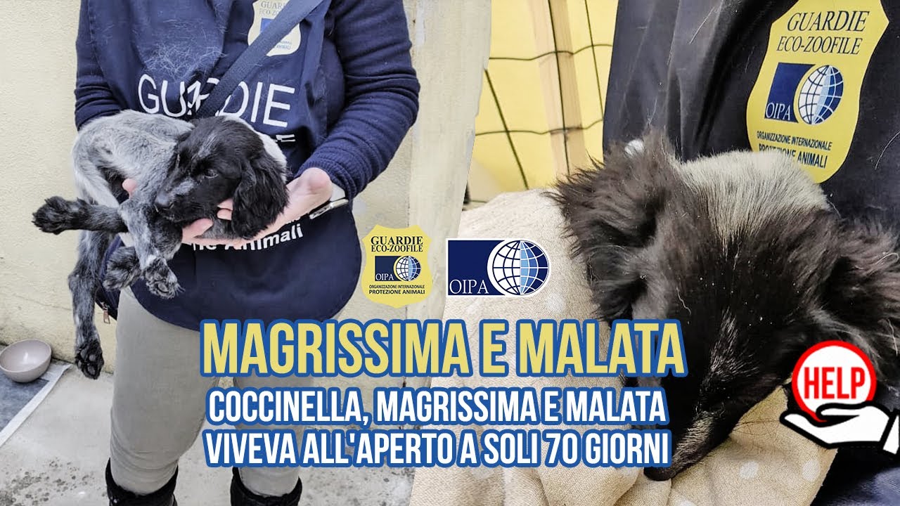 COCCINELLA: UNA CUCCIOLA DA SALVARE 🐾