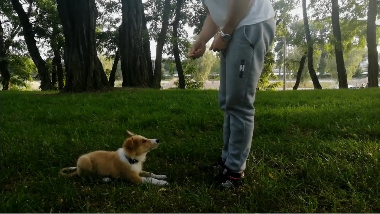 Owczarek Szkocki Collie, 3 miesięczny szczeniak.