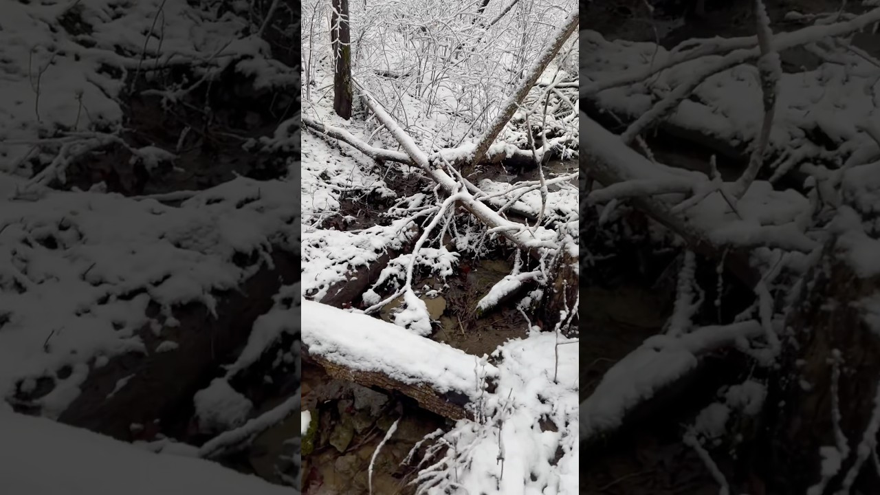 POV: You get a wet snow & your farm turns into Narnia!!!❄️   #countryliving #narnia #nature