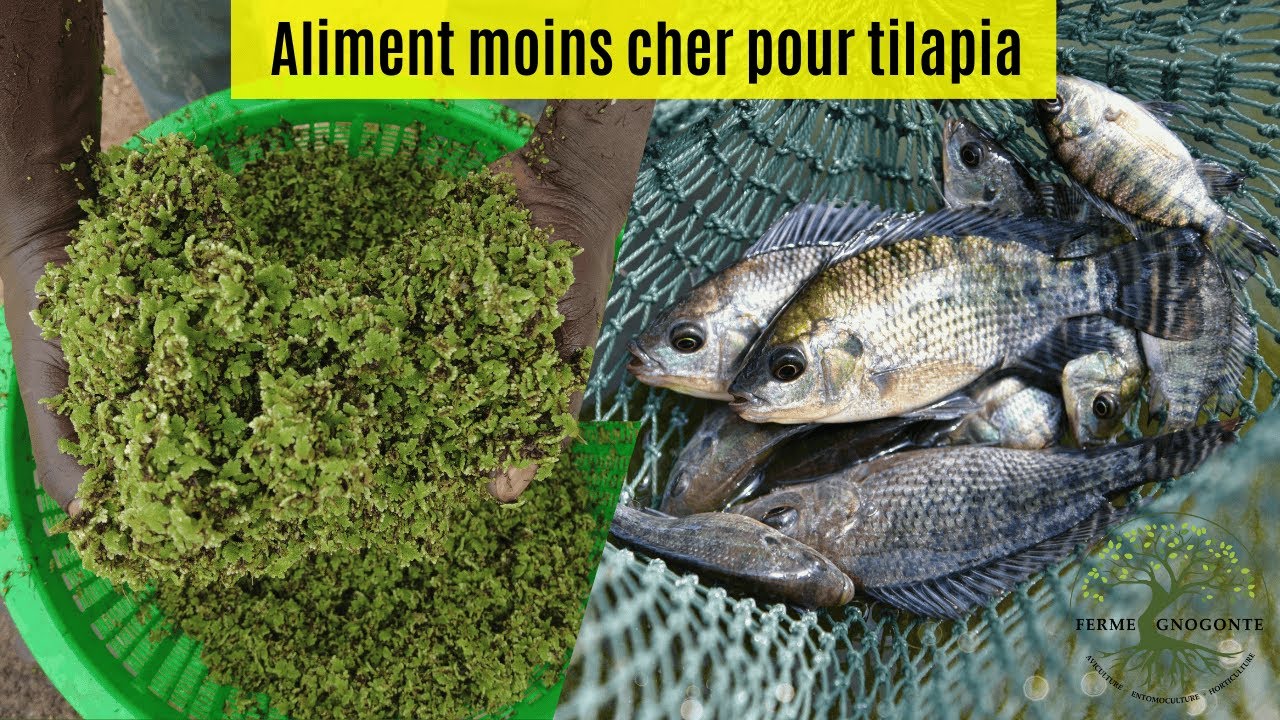 L'azolla peut réduire le coût de l'alimentation des tilapias