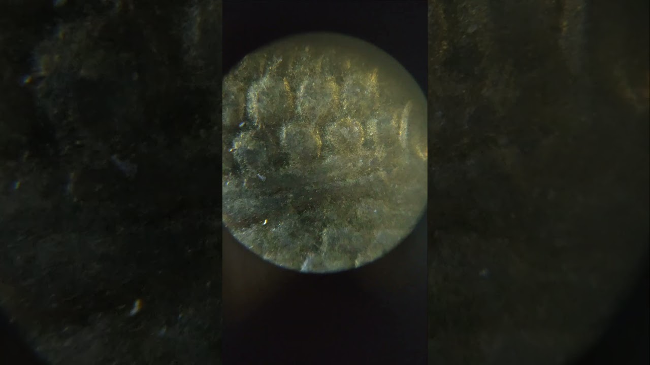 Coin close up| 1