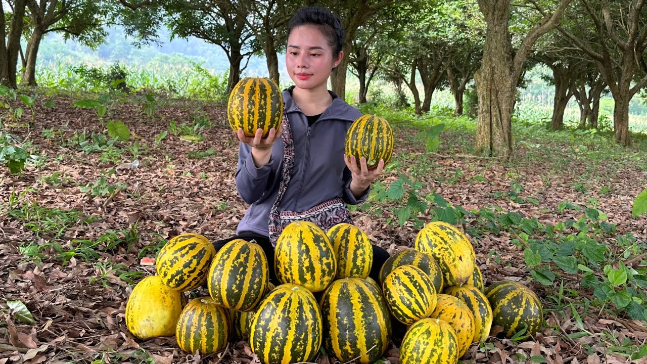 Harvesting yellow melons and bringing them to the market to sell - gardening and farming