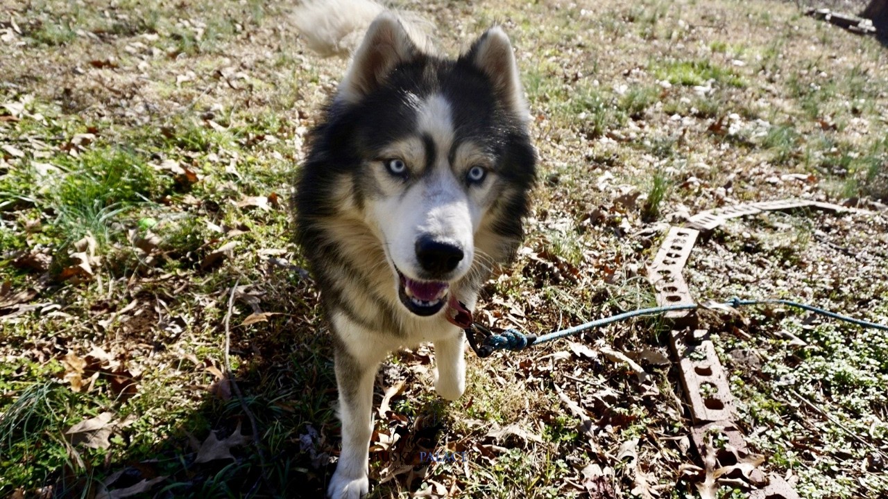 Apollo | Husky Palace