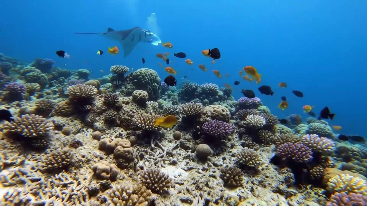 🌊 Underwater Paradise 4K – Beautiful Aquarium Fish with Relaxing Music for Sleep & Stress Relief