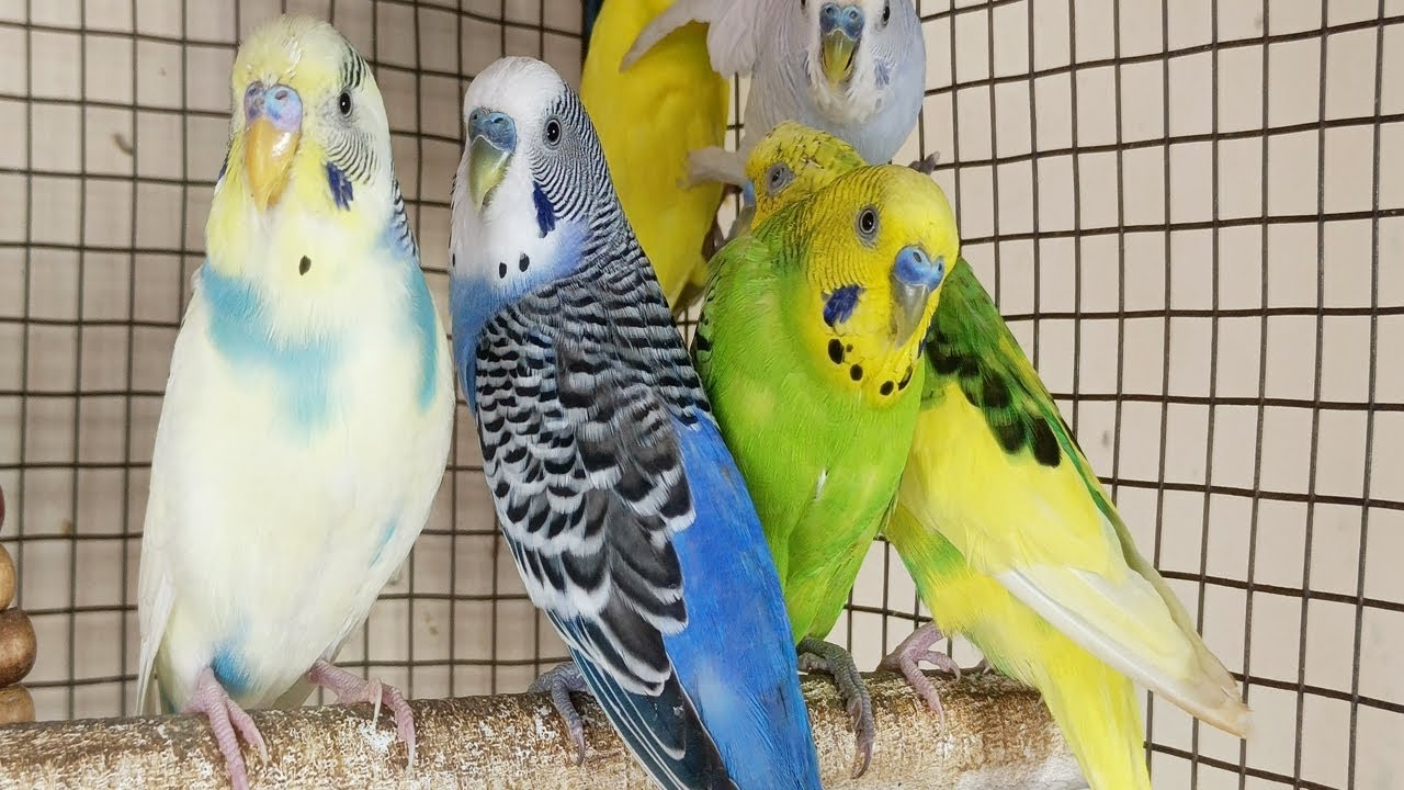 12 Hours of Non-Stop Cheerful Budgies! Enjoy the cutest moments of these playful parrots all day