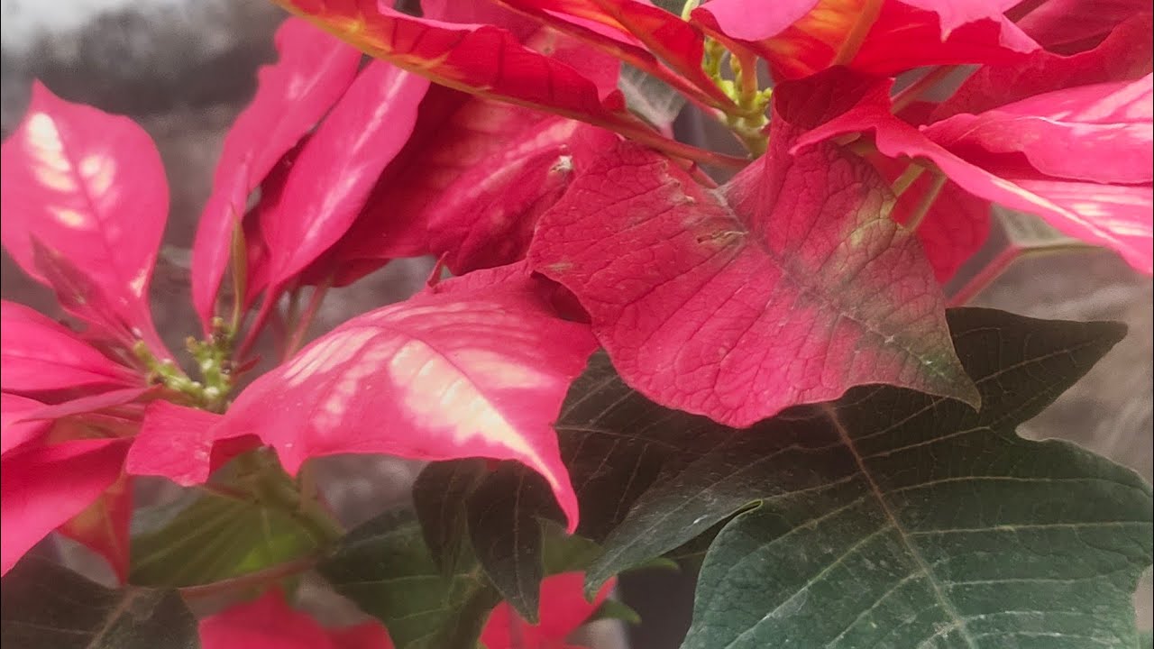 Flower world is live! ഇതാ ഇവിടെ വരെ വരുമോ? 😂