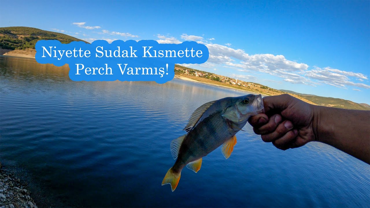 Yozgat Yahyasaray Barajı Perch Avı