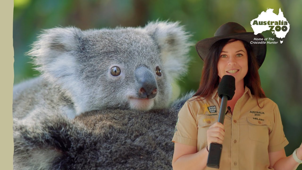 Fun Koala Facts for Save the Koala Day | Australia Zoo Life