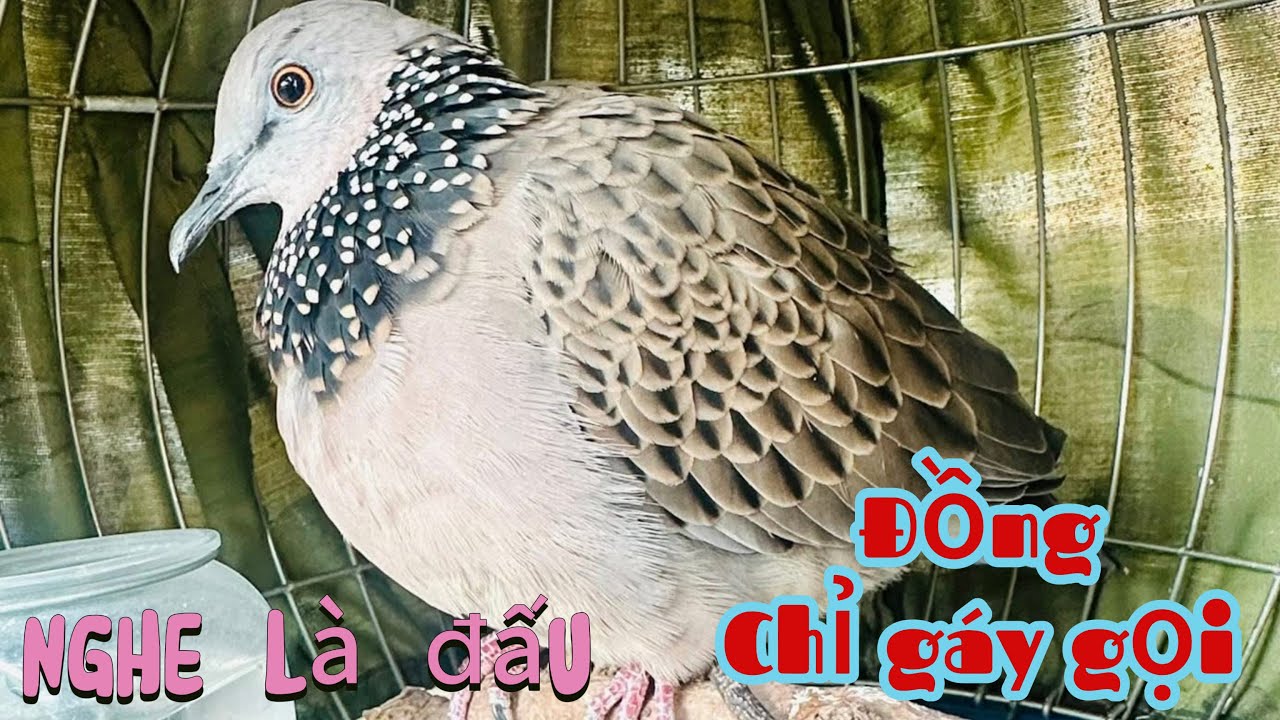 @CHIM CU GÁY Giọng Hấp Dẫn ĐỦ BÀI [GÁY GỌI,THÚC,GÙ ]Kích Bổi Nhanh Nổi.Cu Gáy.Cu Đất,Cu cườm,cu