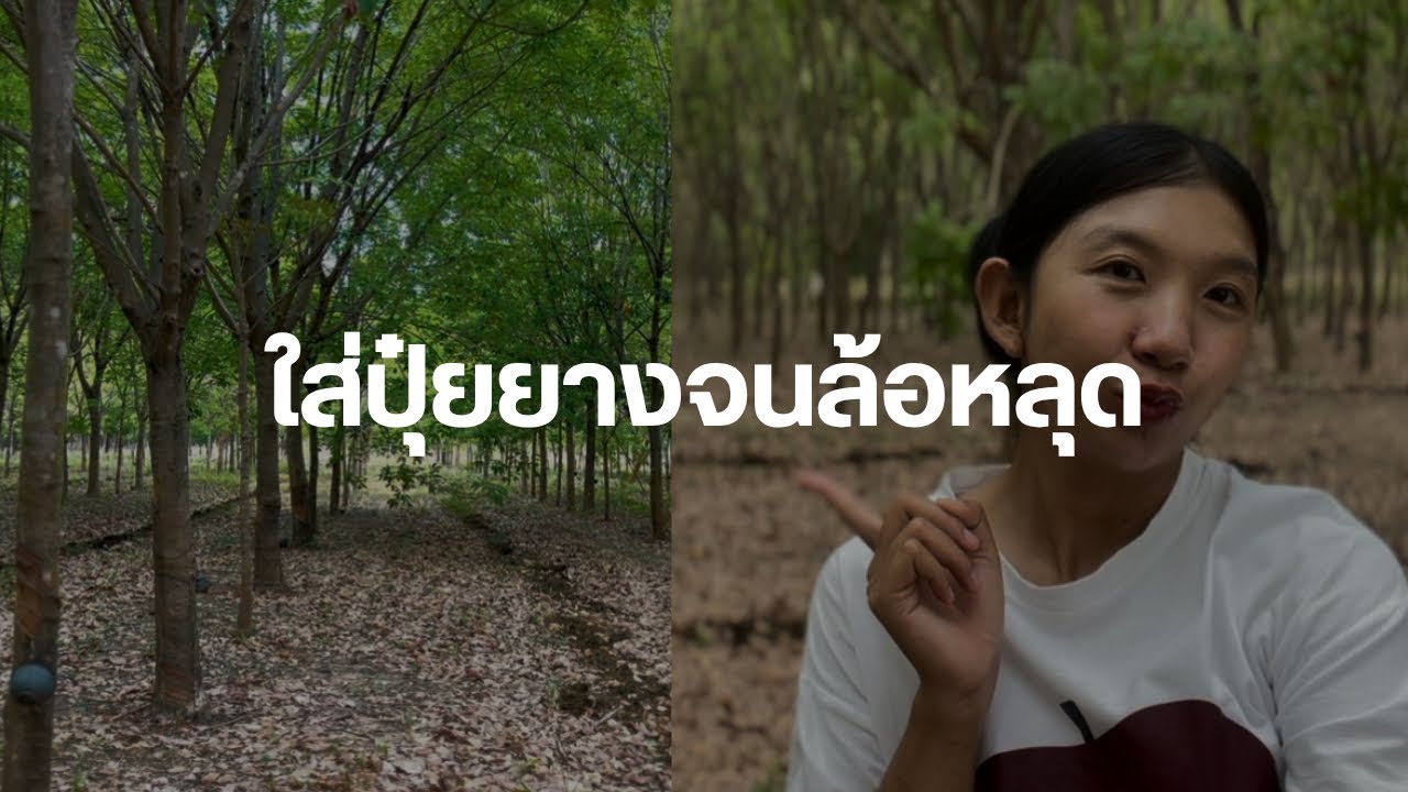 VLOG #30 วิธีใส่ปุ๋ยยางพารา ใส่ปุ๋ยคอกให้สวนยางพาราหลังปิดกรีด ใช้งบเท่าไร แบบประหยัดงบประหยัดต้นทุน