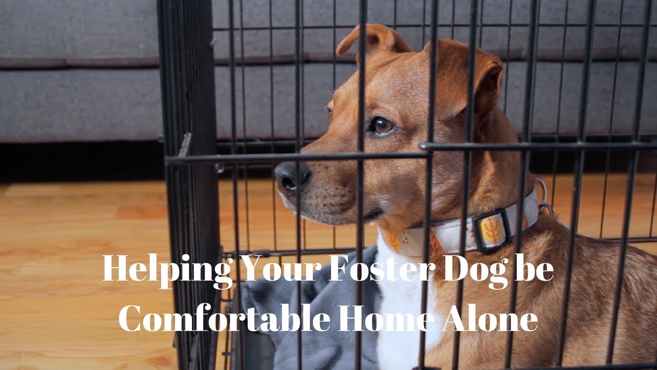 Helping Your Foster Dog be Comfortable Home Alone