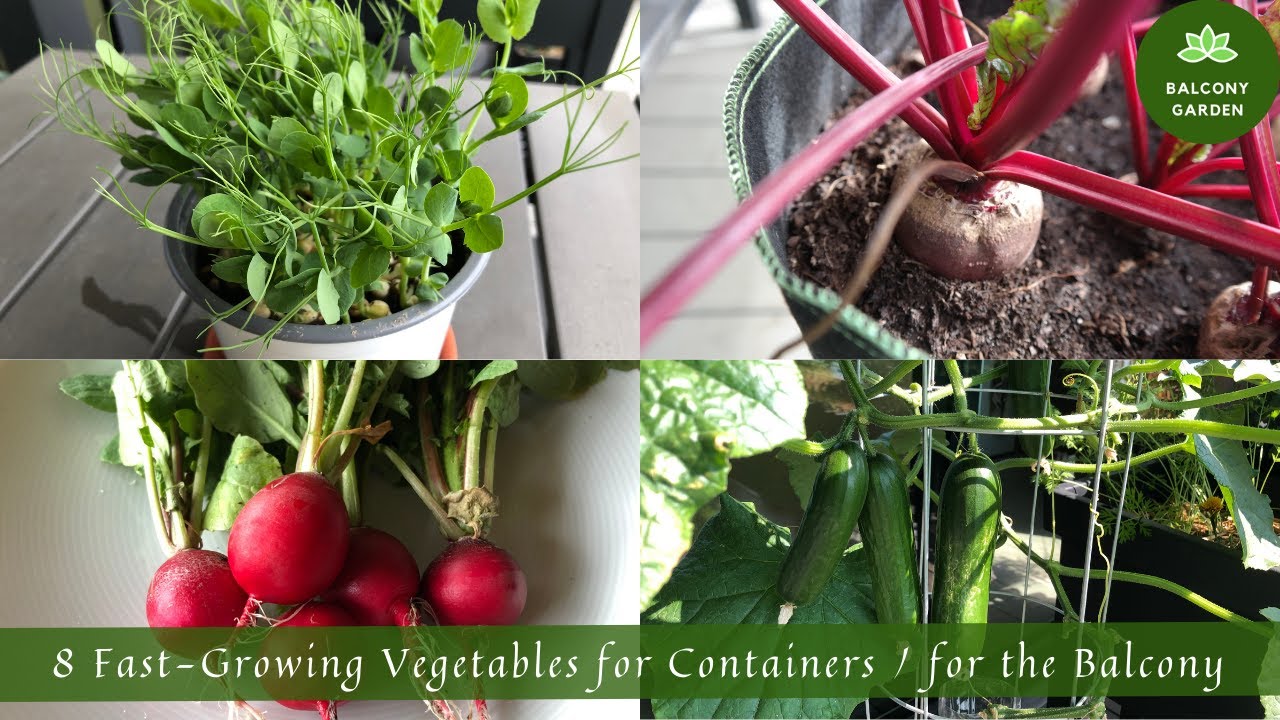 Fast Growing Vegetables for Containers / for the Balcony | What to Grow on the Balcony