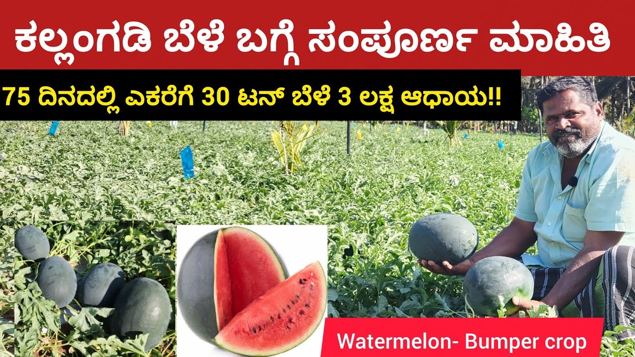 ಕಲ್ಲಂಗಡಿ ಬೆಳೆ:75 ದಿನದಲ್ಲಿ ಎಕರೆಗೆ 3 ಲಕ್ಷ ಆಧಾಯ ಅತಿ ಕಡಿಮೆ ಖರ್ಚಿನಲ್ಲಿ.Water melon growing-Bumper crop  