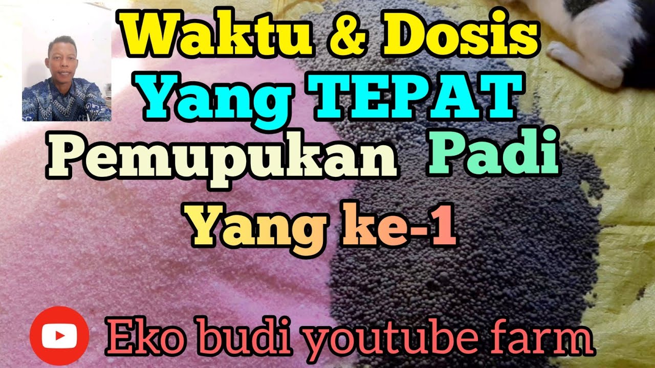 Cara Menentukan Waktu dan Dosis Pupuk yang Tepat pada Pemupukan Padi yang Pertama