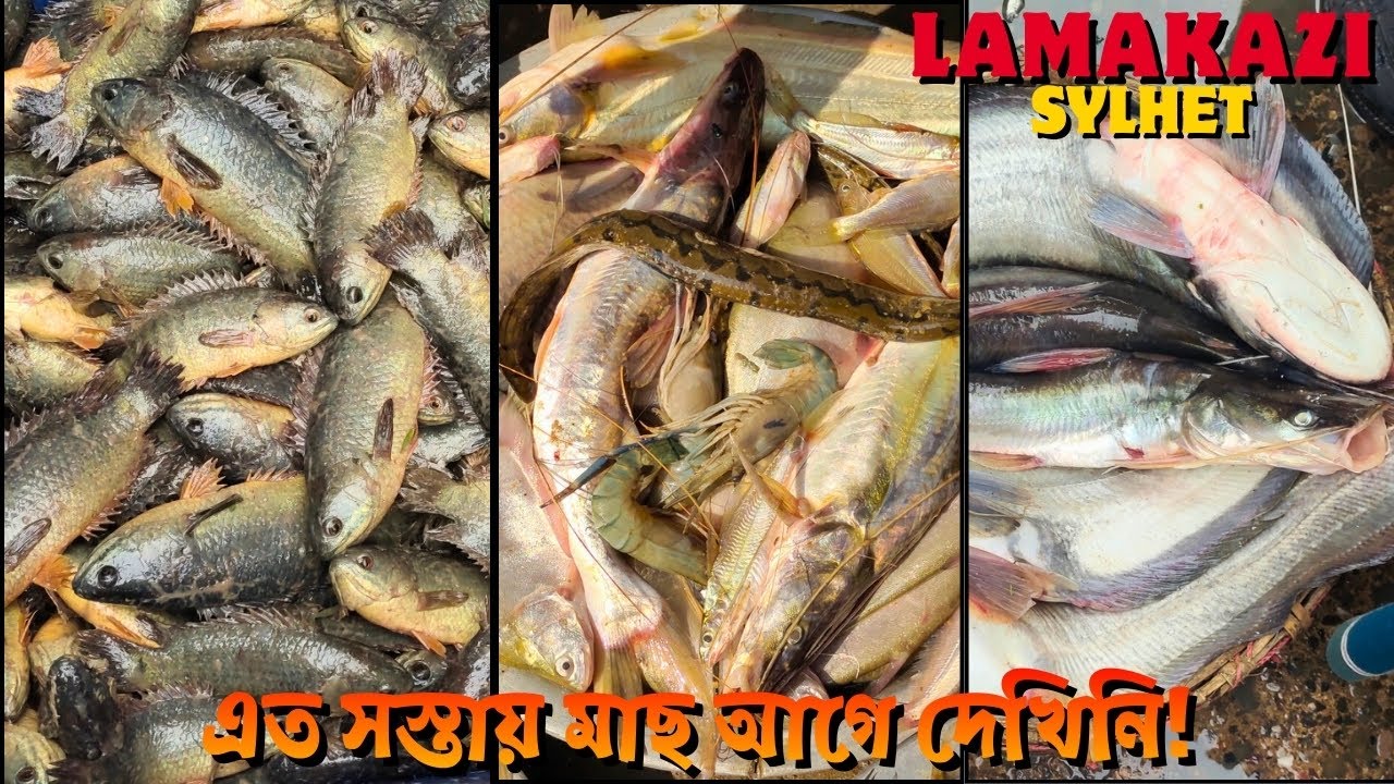 আজ লামাকাজী মাছের আড়তে গিয়ে চমকে গেলাম 😱 এত সস্তায় মাছ আগে দেখিনি | Lamakazi Fish Market