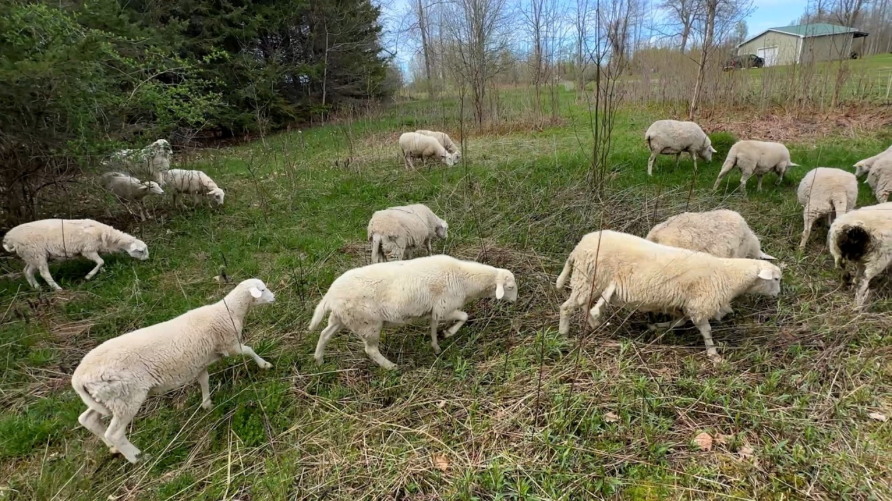 SHEEP MANAGEMENT: BE THE LEADER. Positive Reinforcement. Starting A Farm From Scratch