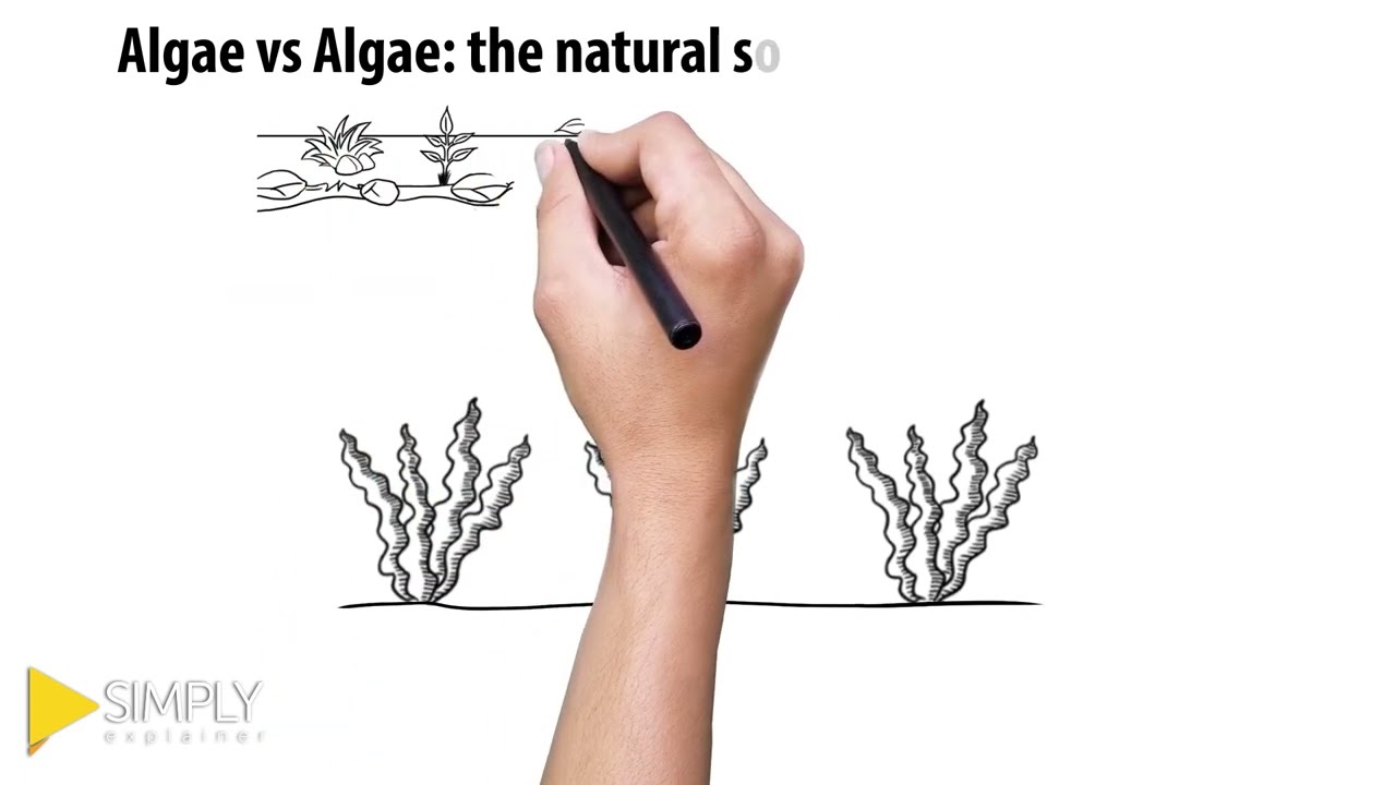 The Natural Solution to Algal Blooms | Simply Explainer | Video Animation
