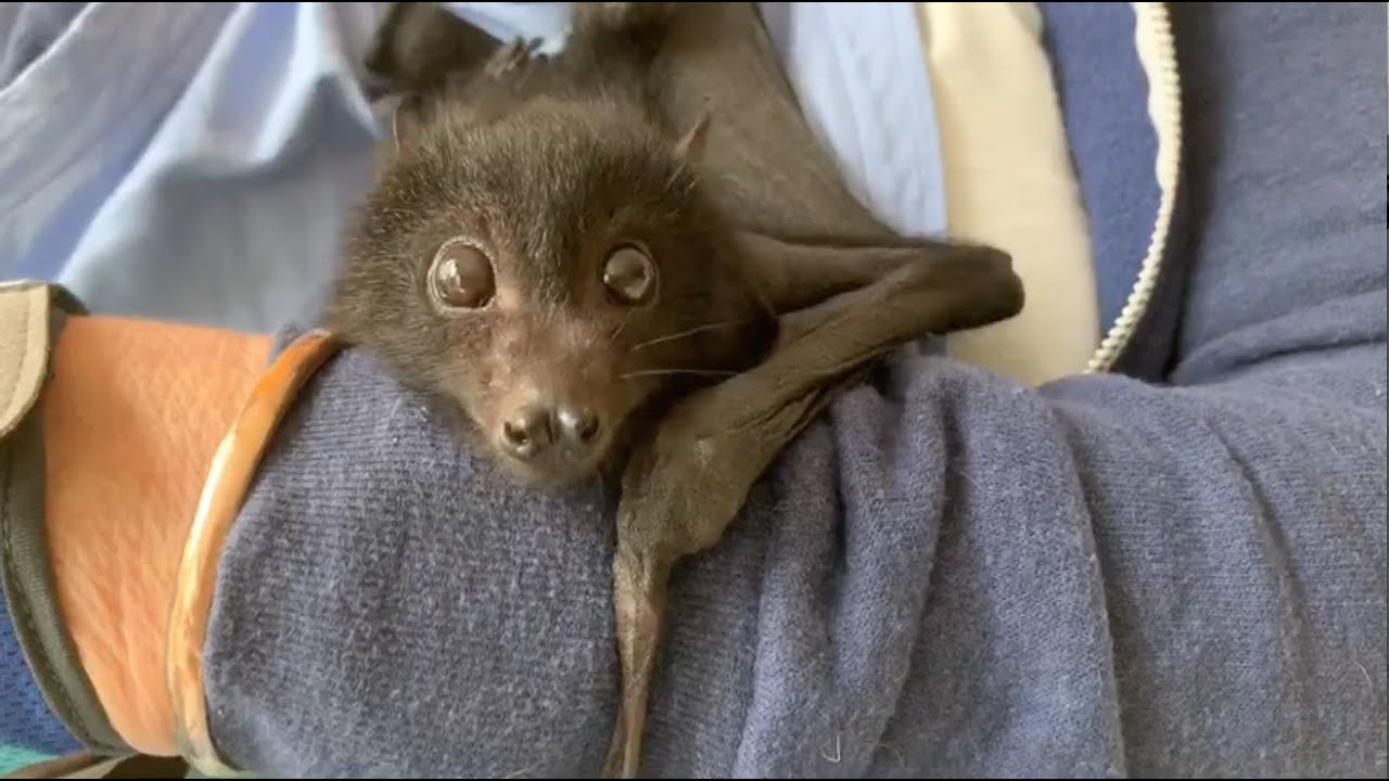 Baby flying-fox in care daily life clips:  this is Guinness being gorgeous