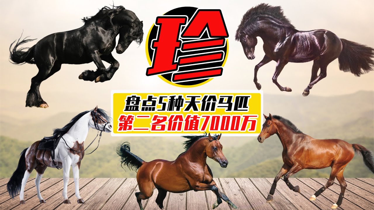 盤點5種天價良駒，汗血寶馬價值7000萬，卻只能屈居第二【小馬哥知識局】