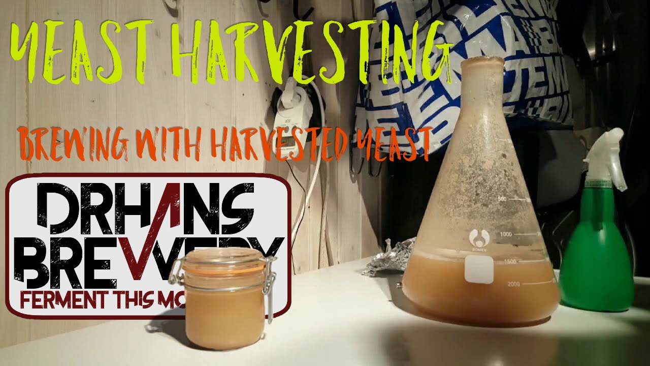 Yeast harvesting - Brewing beer with harvested yeast