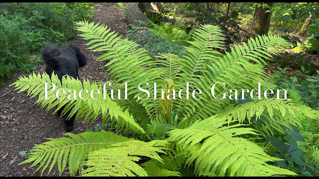 A Peaceful Shade Garden with Native Plants | Textures, Focal Points, & Wildlife Friendly