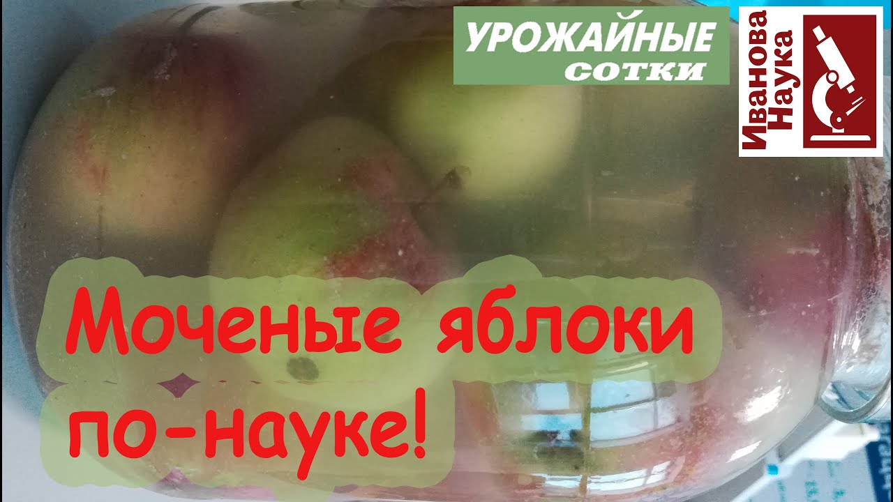 Моченые ЯБЛОКИ по-новому: без бочки и соломы! Рецепт, доступный всем!!! Мочение груш, слив и вишен.