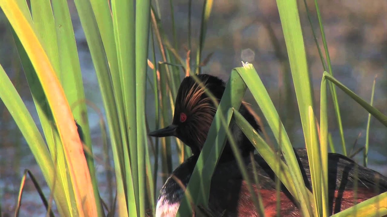 slovaquie sauvage marais