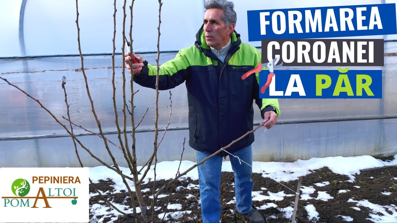 Cum efectuam tăierile de formare la PĂR?