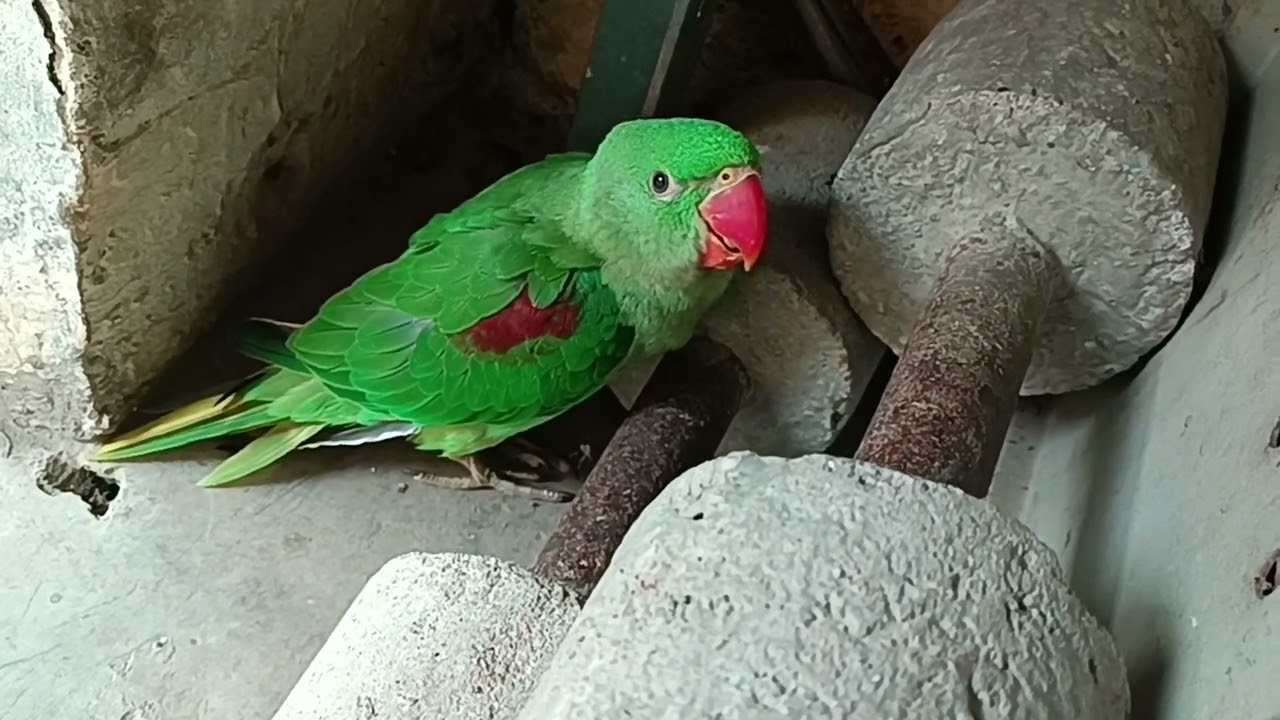 मिठु को बहुत डर लग रहा है || 😍🦜❤ Love You Leo || #loveyouleo #parrot #talkingparot #babyparrot2026