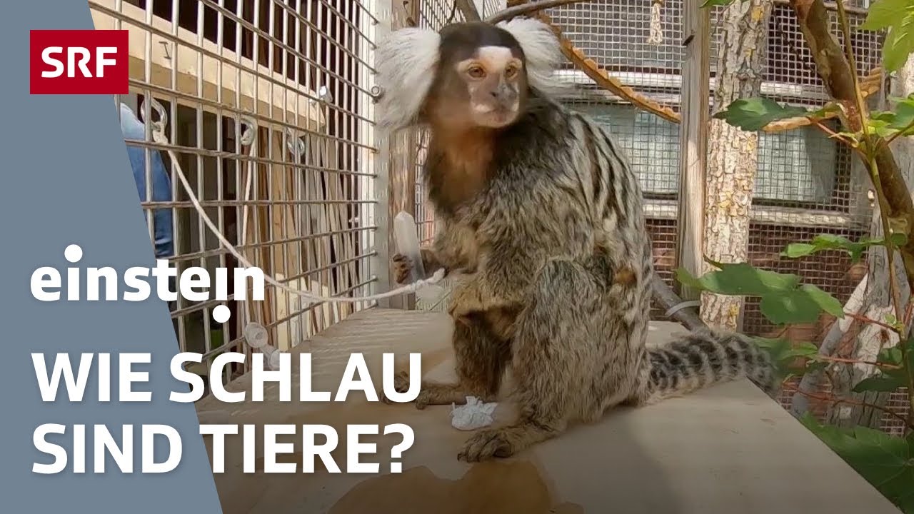 Intelligenz &ndash; Wie clever sind Primaten & Co? | Einstein | SRF Wissen