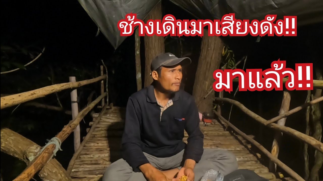 นอนห้างใหม่ต้นตะเคียนหิน ตกค่ำเจอบ่างกระรอก2ตัว และมีเสียงช้างเดินเข้ามาหา 10/12/67