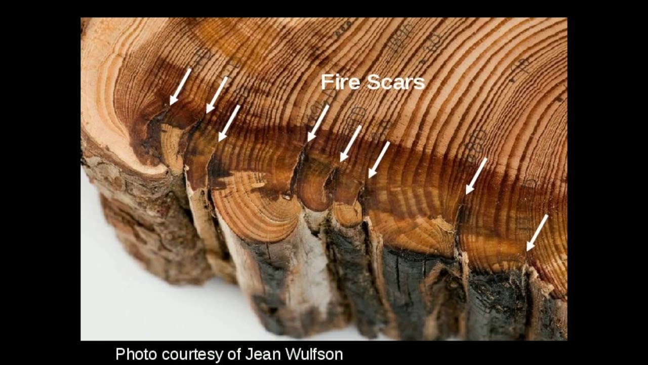 WEBINAR: Synthesis of Appalachian Fire History