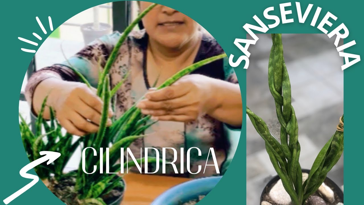SANSEVIERIA CILÍNDRICA Ó LANZA AFRICANA UNA PLANTA MUY FÁCIL DE CUIDAR