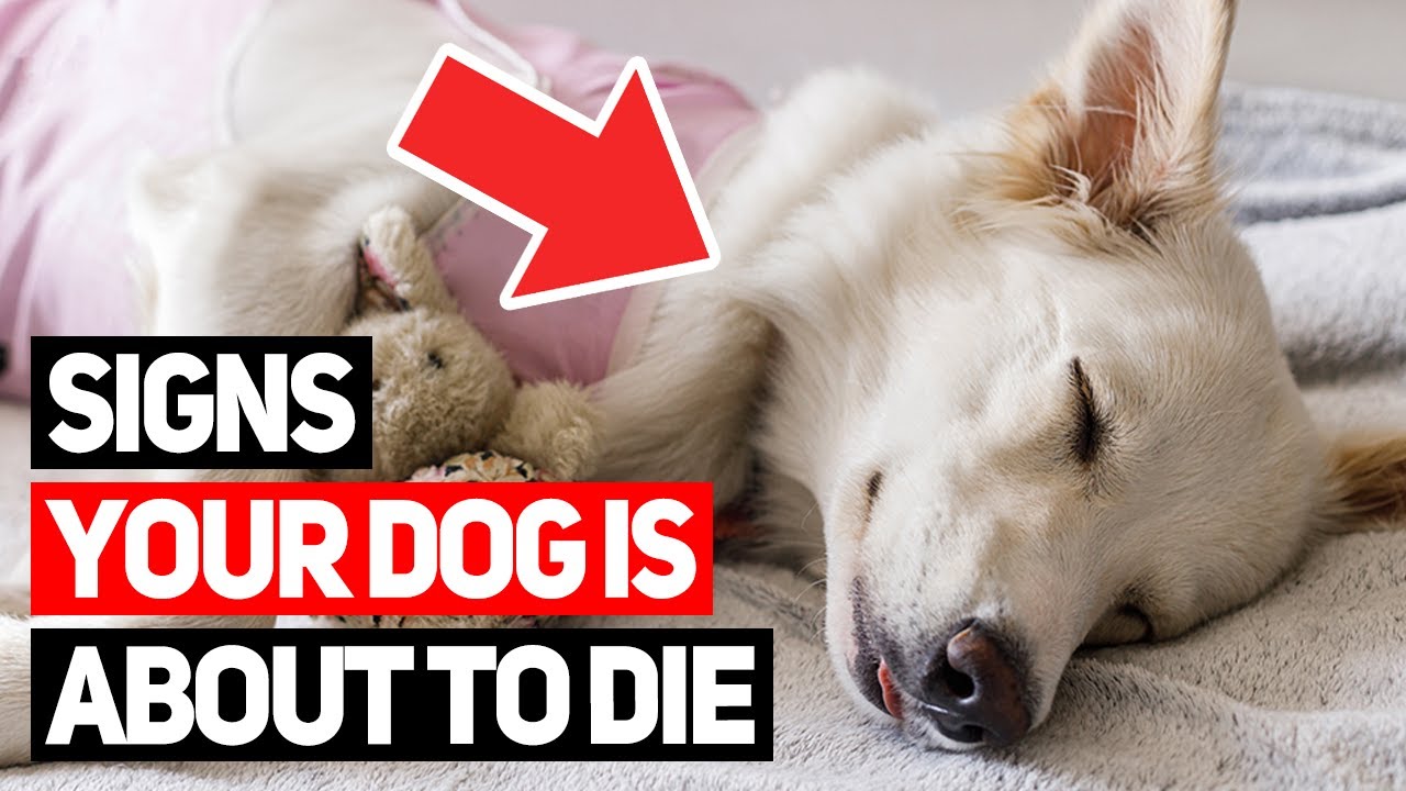 When It's Time to Say Goodbye: 10 Signs Your Dog Is Dying