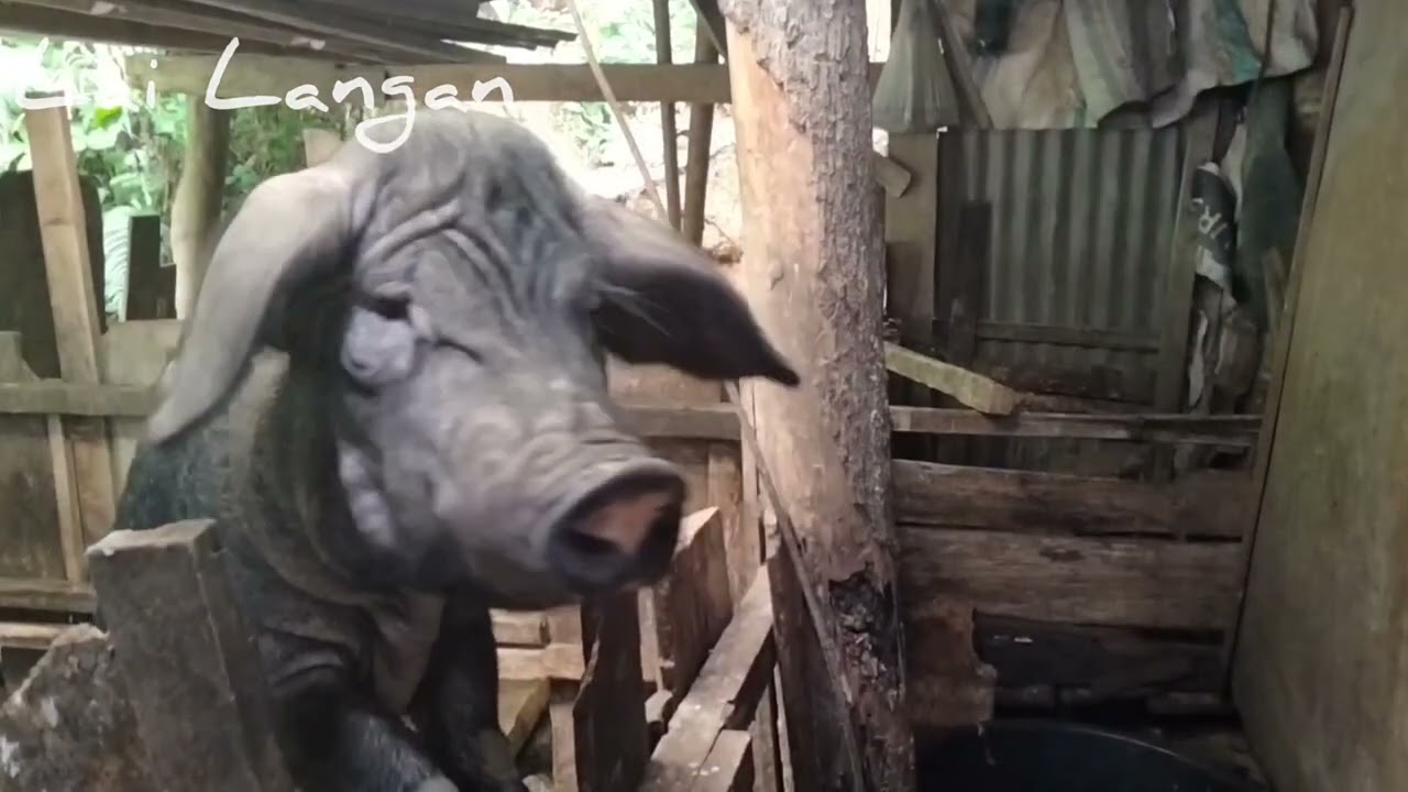 Rural Life In The Village. Looking For Pig Feed