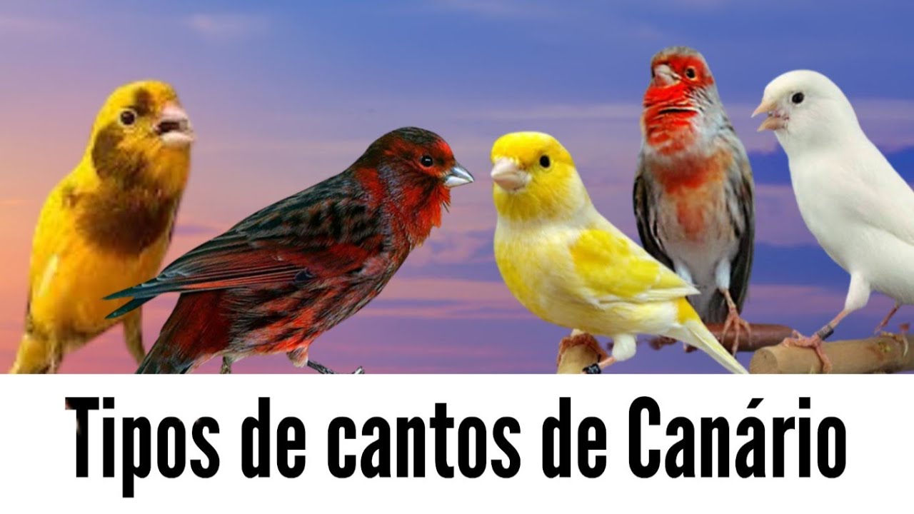 Tipos de canto de CANÁRIO  #canáriosdecanto #canariodoreino #canariocantando