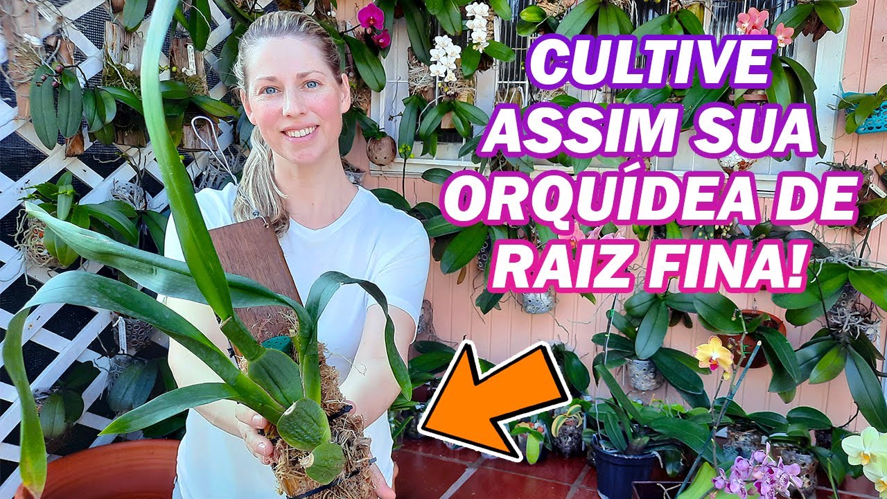 Passo a passo para Plantar e Cultivar Orquídea Oncidium