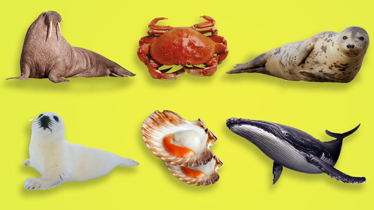 Easy English Ocean animals for Kids