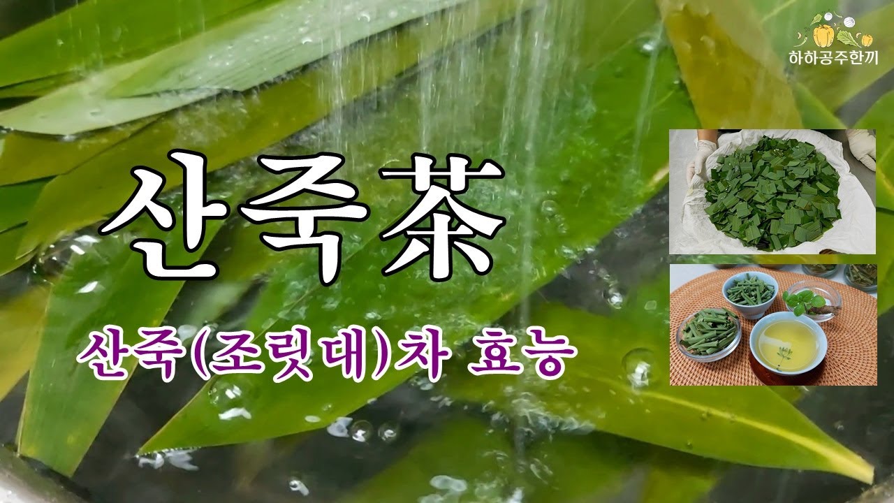 산죽차 조릿대茶 고혈압 당뇨에 좋은 차 만들기